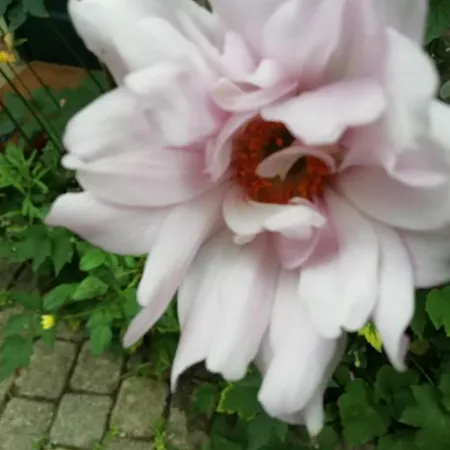 La Mirabelle-casteil Country House * Casteil