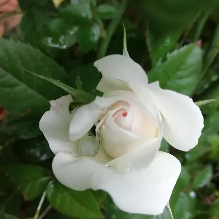 La Mirabelle-casteil Country House *