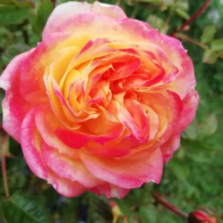 La Mirabelle-casteil Country House * Casteil